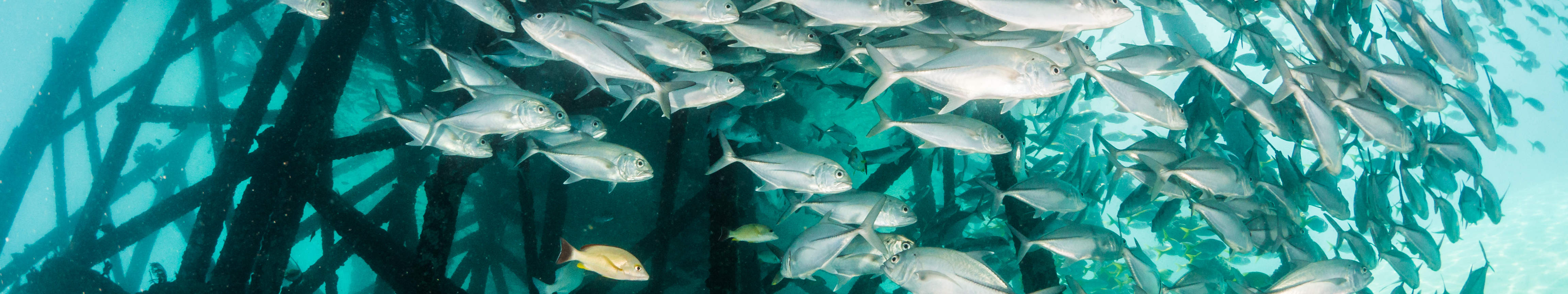 センポルナ ファンダイブ ダイブ トリップ