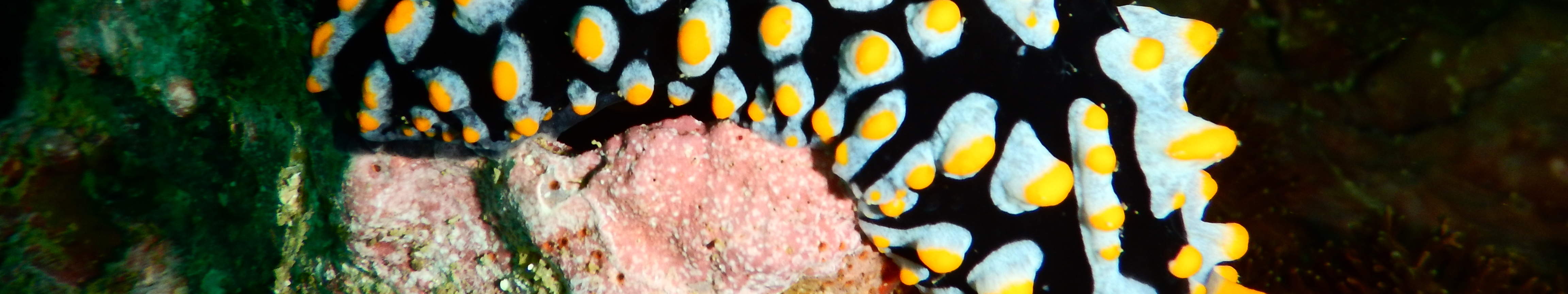 PADI Open Water Diver [eLearning]