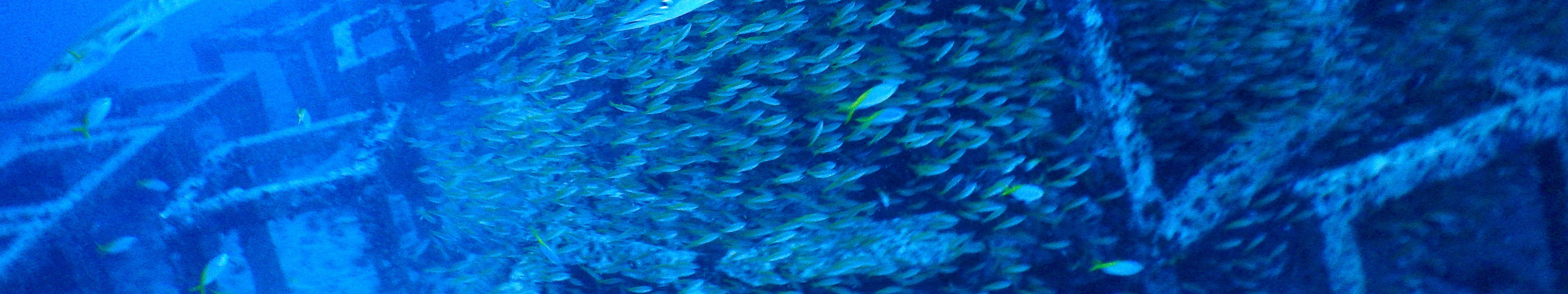 PADI AOW Diver in Koh Samui with PADI 5 Star Dive Center Explore the