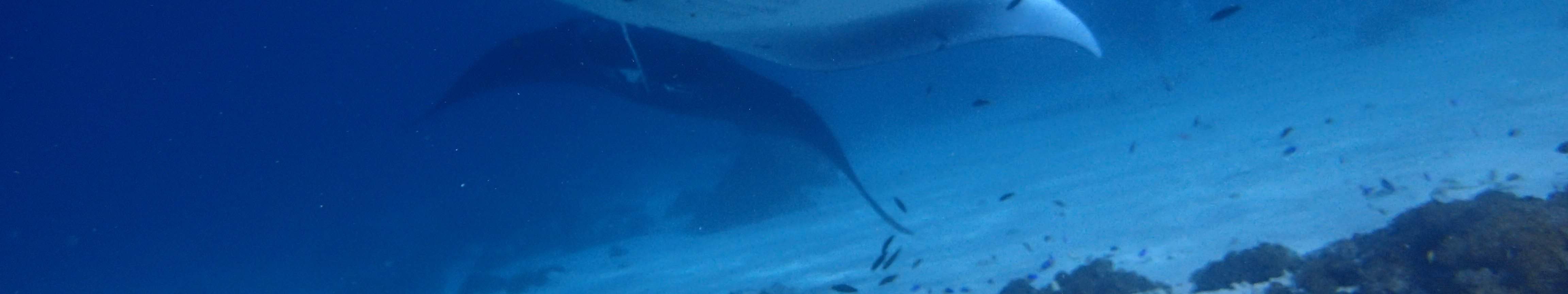 PADIオープン・ウォーター・ダイバーコース