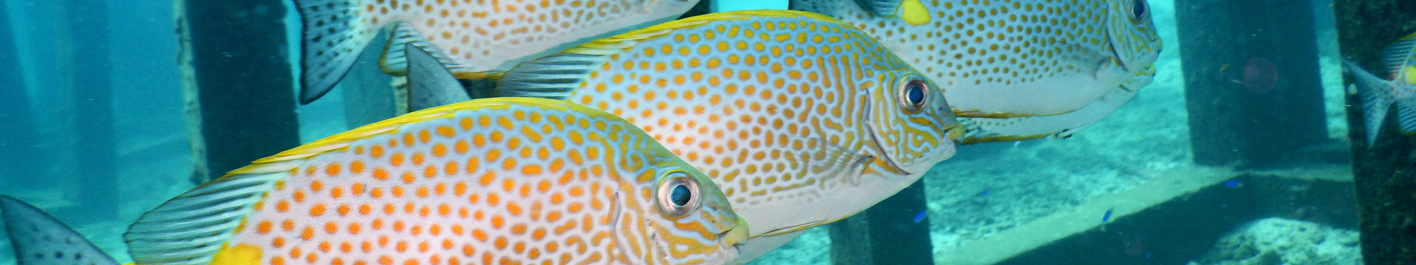 PADI Buceador con Aire Enriquecido (Nitrox)