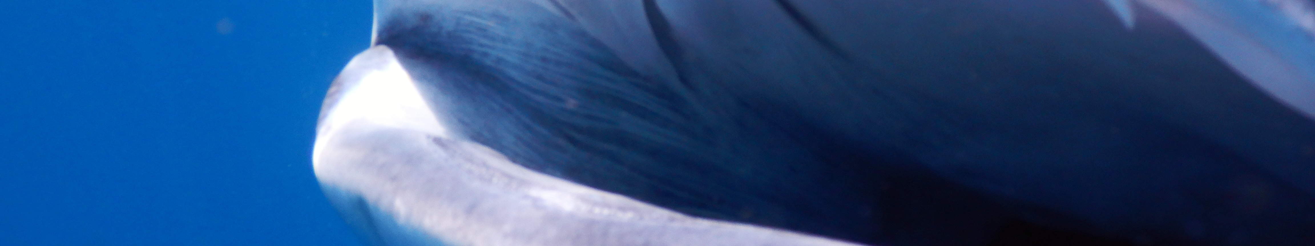 PADI高氧空气潜水员