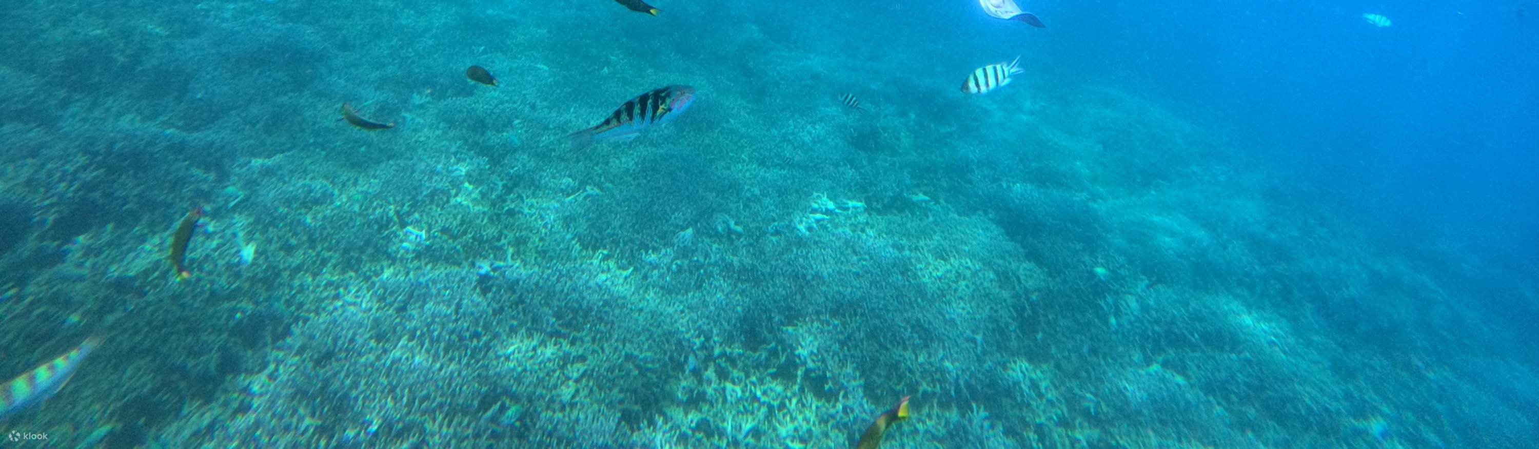 Pe Chat Razmaeri Snorkeling în Insula Sesoko Okinawa/Parasailing pe mare/Activități ...