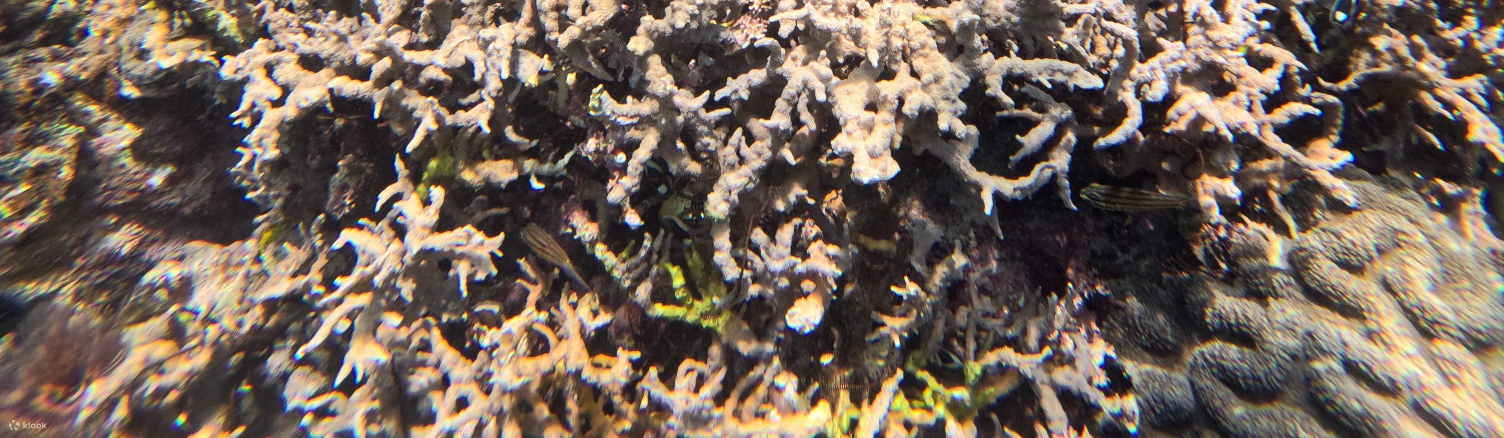 潜入珊瑚的梦幻世界。 🐠🌟 #UnderwaterAdventure #CoralReef