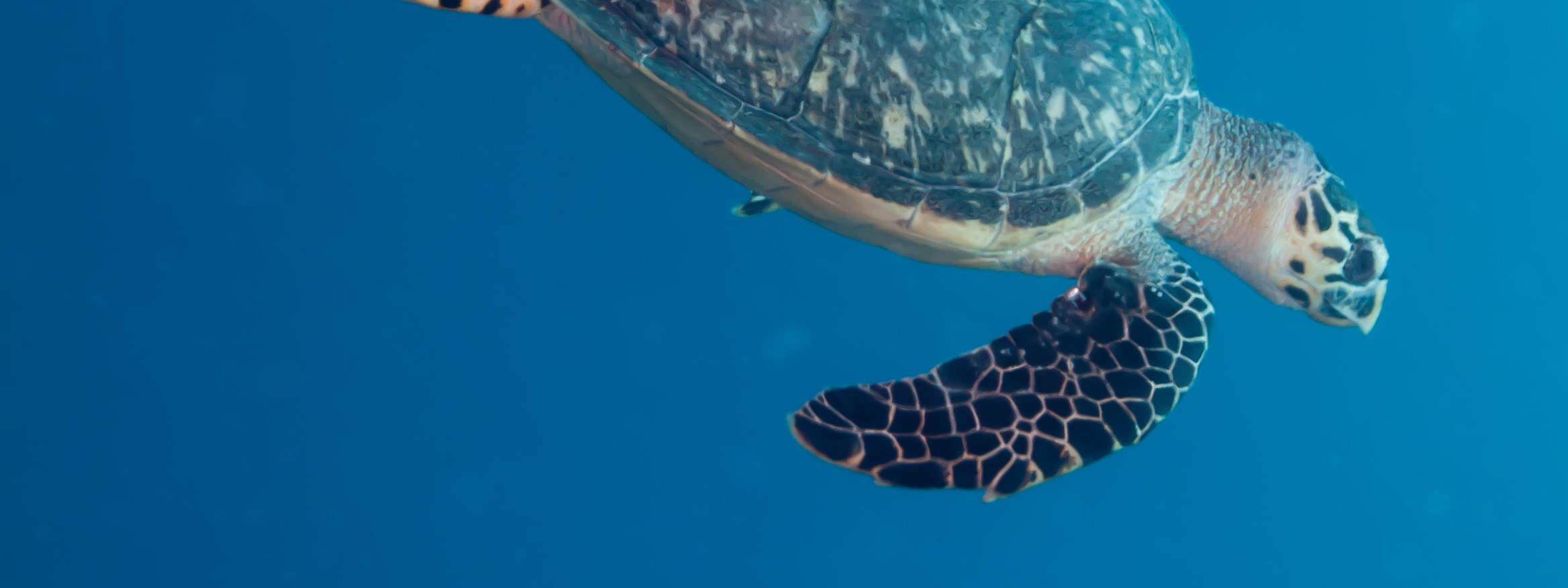 PADI Open Water Diver in Florida with PADI 5 Star IDC Klook