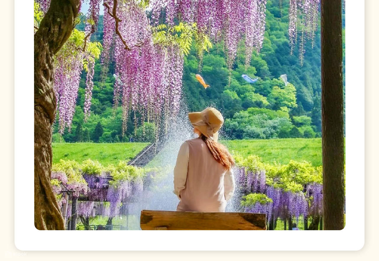 Adachi Flower Garden Night Wisteria & Ibaraki Nemophila Flower Sea Day Trip  - Klook