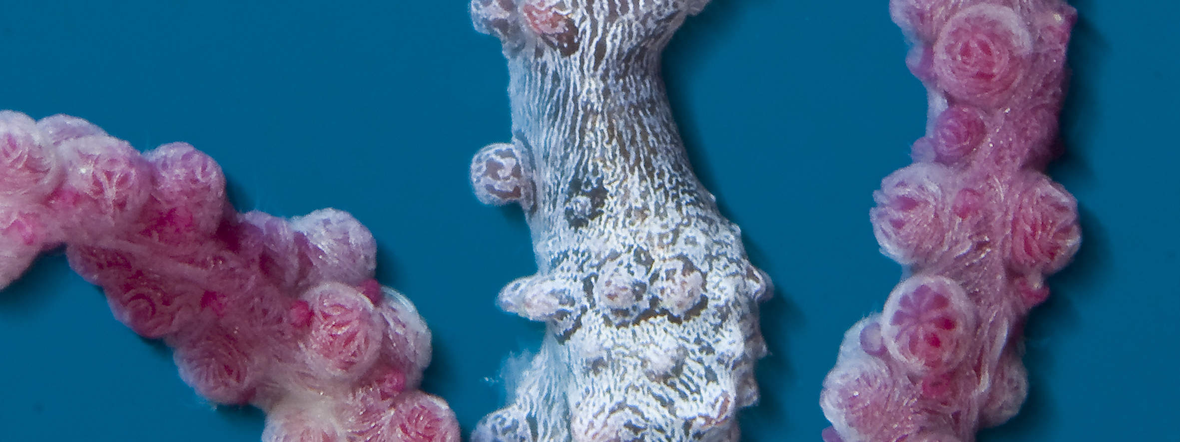 13:00 Tauchen in Cauayan