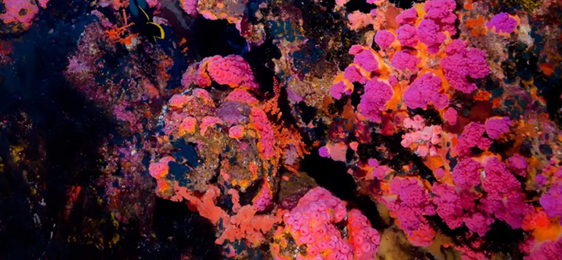 Khám phá các điểm lặn nguyên sơ của Verde Island Passage và chiêm ngưỡng sự đa dạng đáng kinh ngạc của các loài sinh vật biển nơi đây.