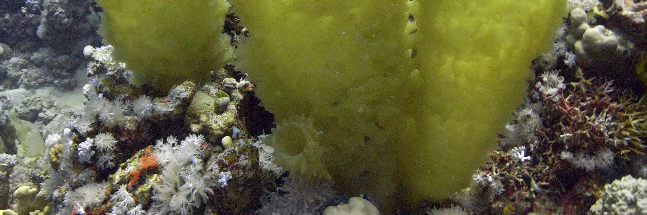 PADI 潜水