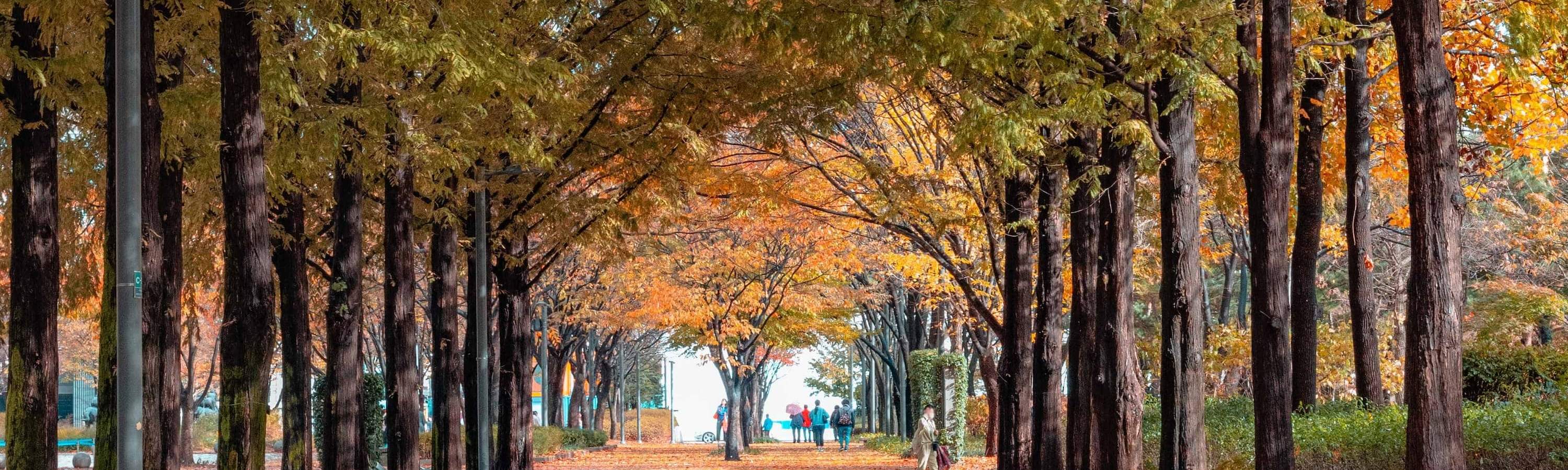 Seoul Forest Park Autumn Path – capture brilliant autumn leaves on the most Instagrammable Seoul Forest Park walkway.