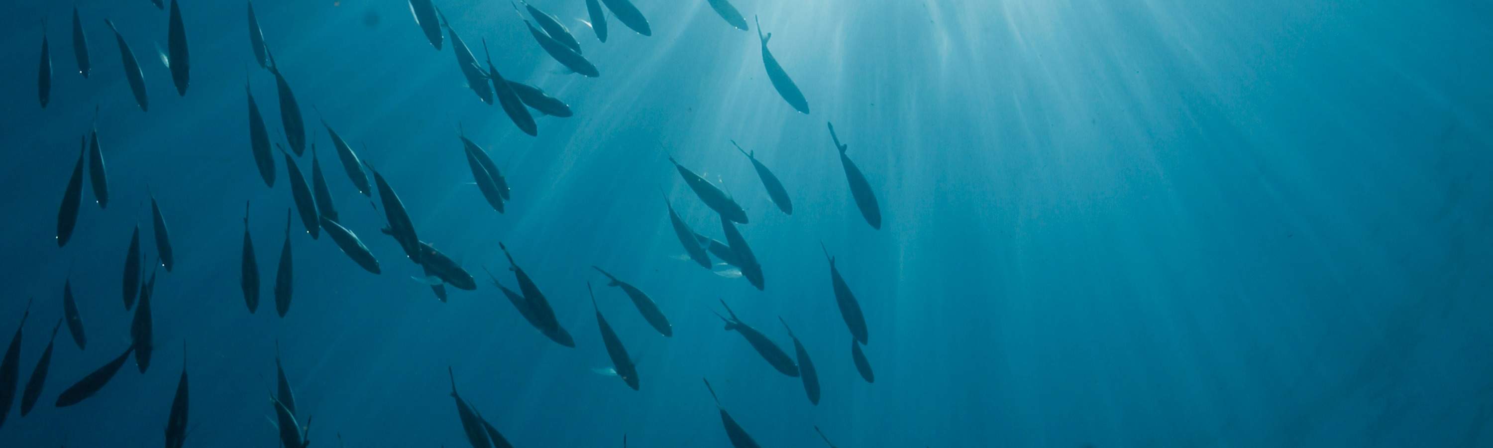 トゥンク・アブドゥル・ラーマン公園で、探検と驚きに満ちた充実した1日をお過ごしください。