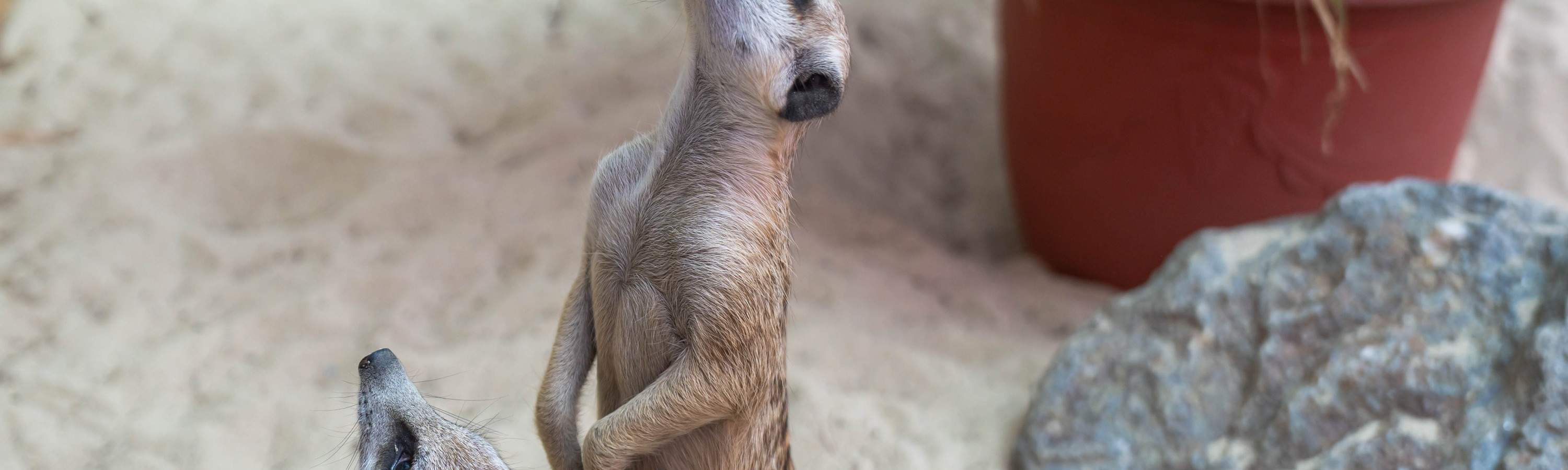 Театр «Звездный лес мечты»