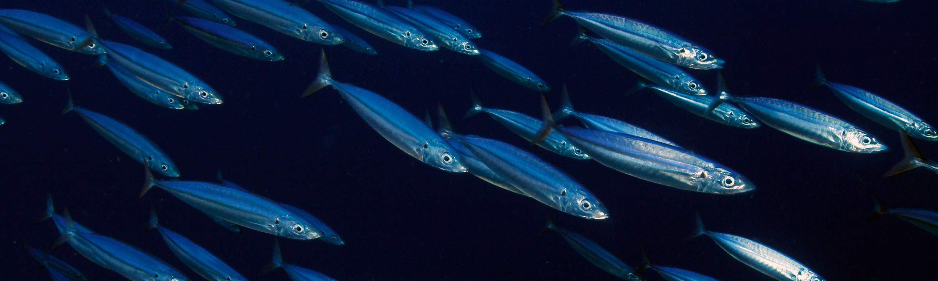 จากห้องเรียนสู่ท้องทะเลเปิด คอร์ส Open Water ใน เซมปอร์นา จะช่วยให้คุณมีทักษะและความมั่นใจในการผจญภัยดำน้ำที่น่าจดจำ