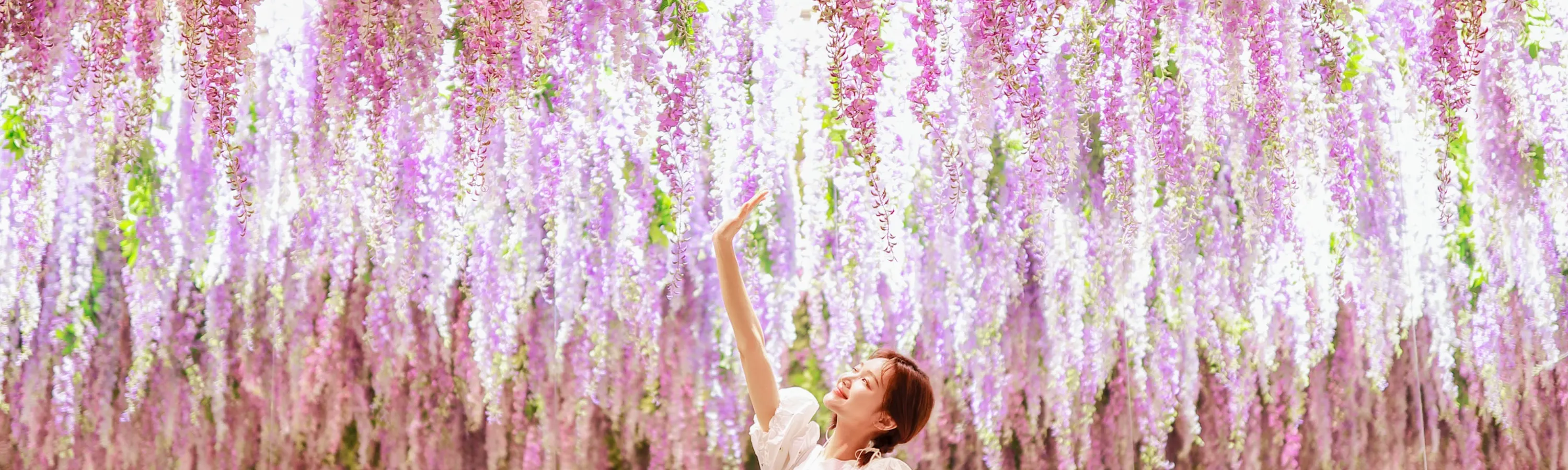秋海棠鸟园门票（花园，羊驼）京畿道加平市