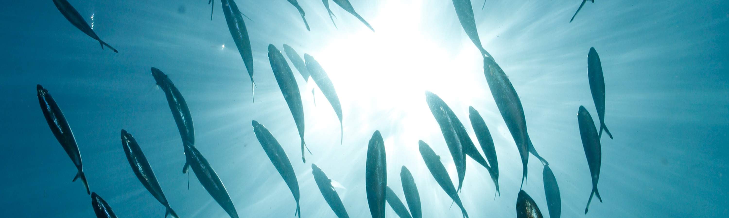 参加我们的水肺潜水复习课程，捕捉潜水员重返，重新发现停泊岛海洋王国的魔力时的兴奋之情。