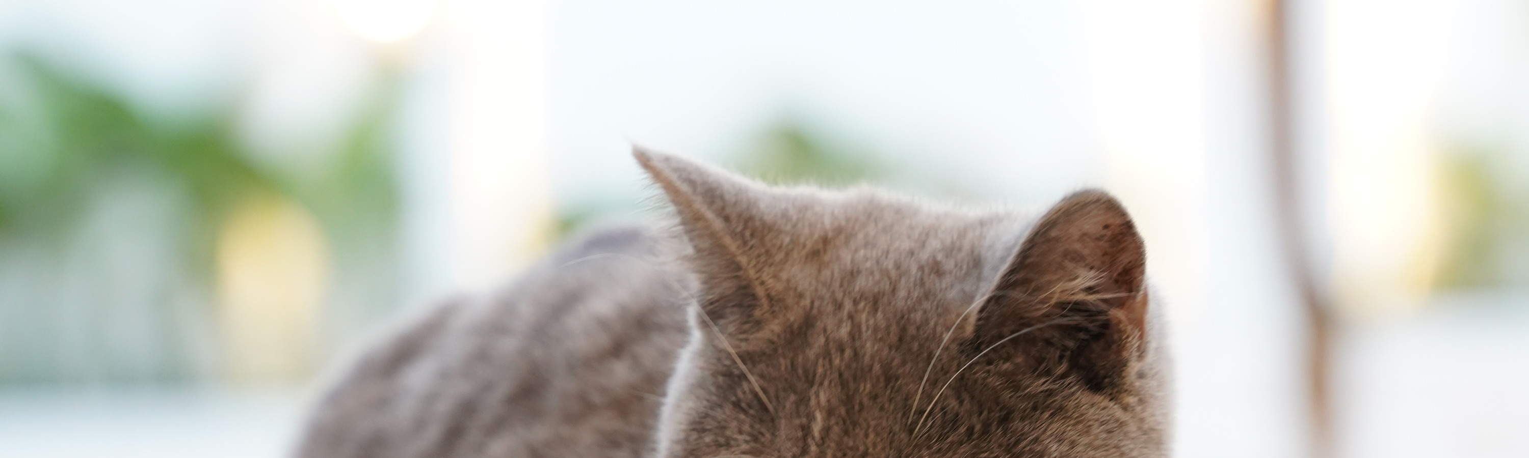 Katzen Café Pet Nirvana