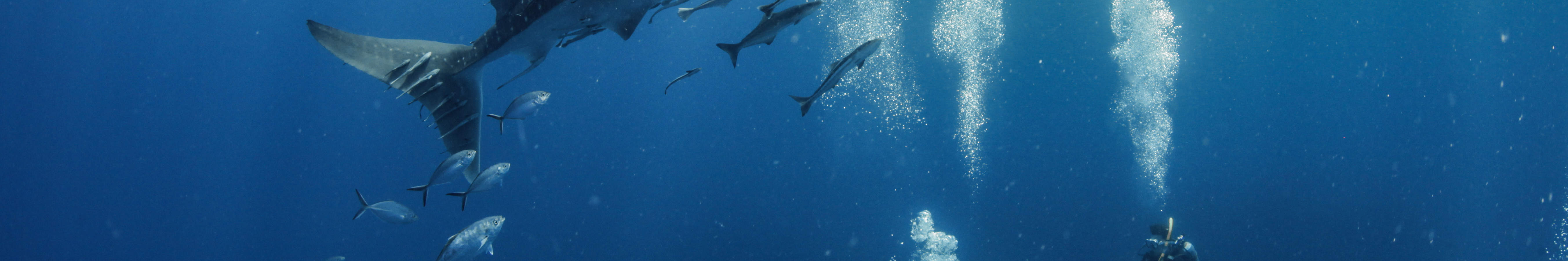 Excursion de plongée d'une demi-journée