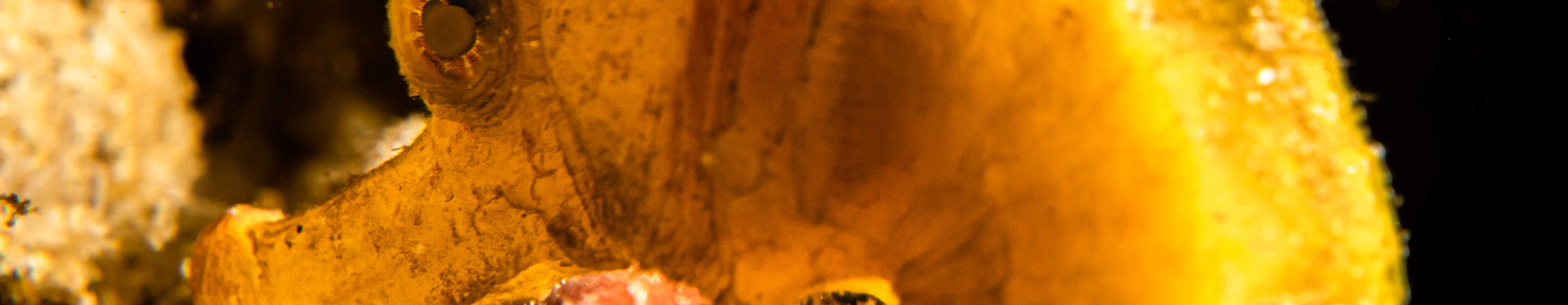 매크로 러버 다이브 패키지