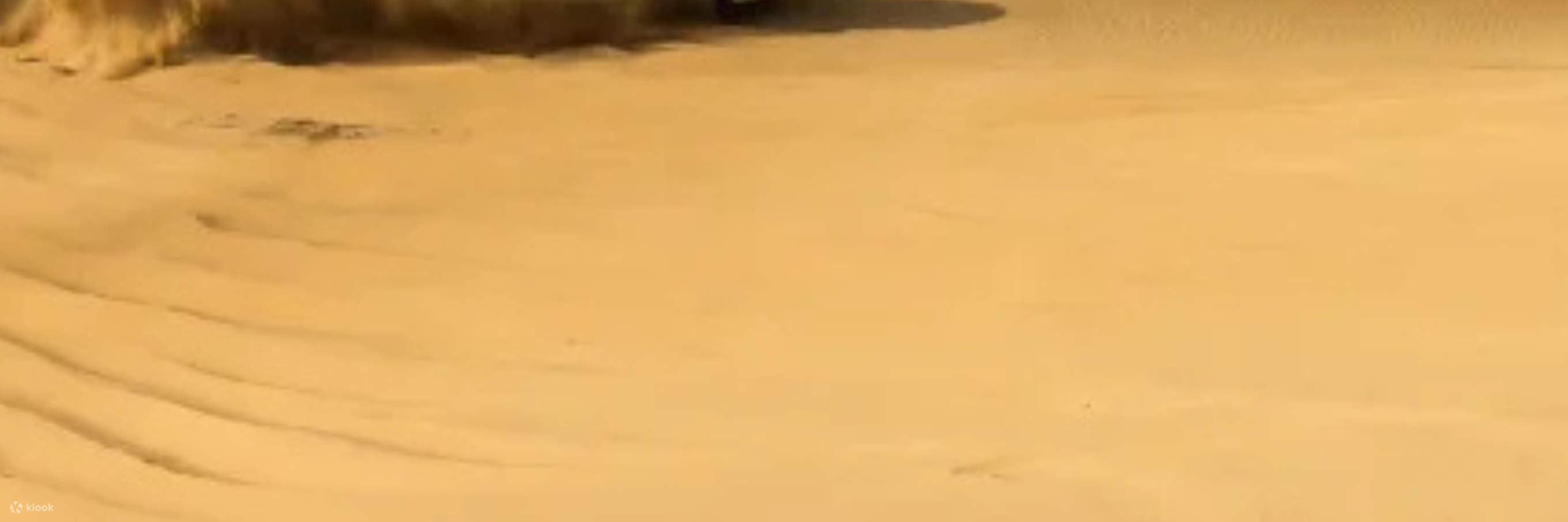 Doha: Safari privado de medio día por el desierto