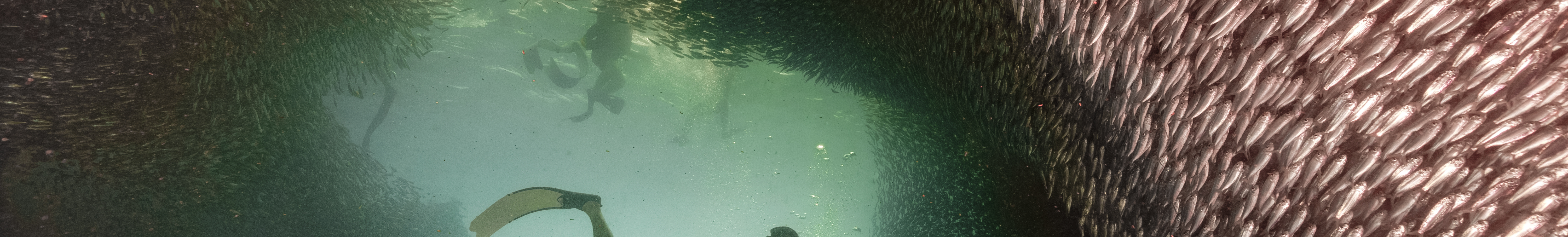 PADI Open Water Diver (E-learning)