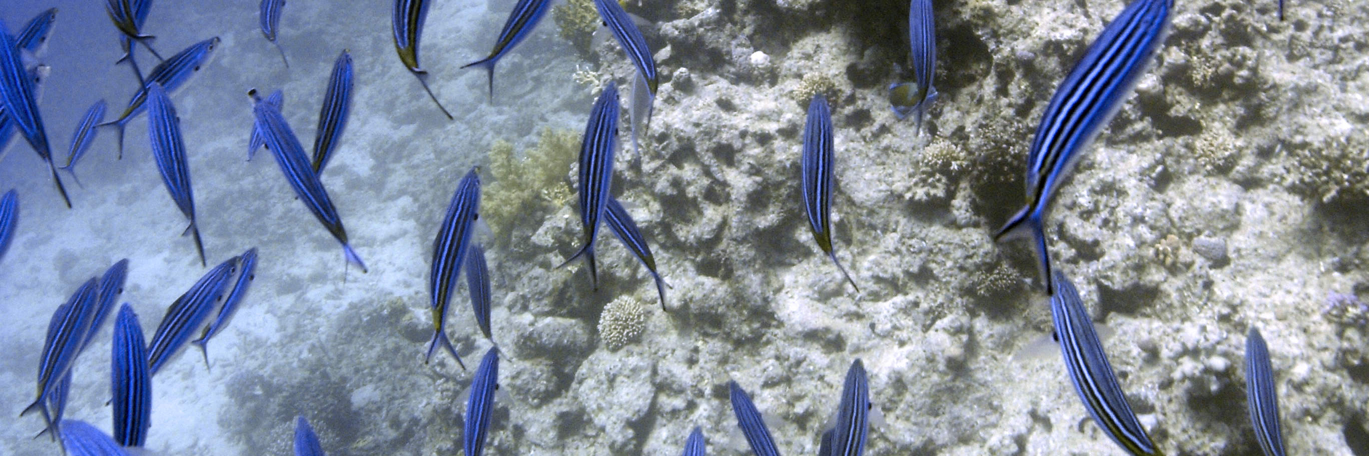 Begeben Sie sich auf ein Tauchabenteuer mit dem Discover Scuba Diving (DSD) Kurs in Cebu – ein unvergesslicher Einstieg in die Unterwasserwelt.