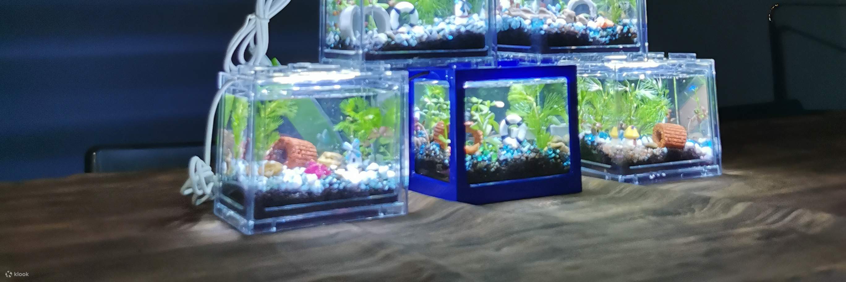 Concept X Plus - 미니 빌딩 블록 에코 아쿠아리움