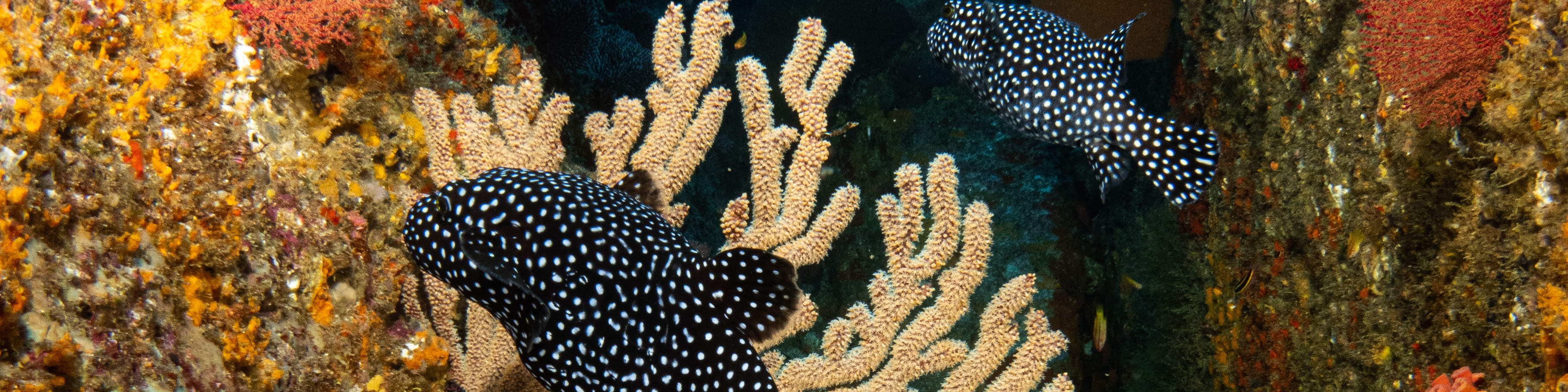 매크로 러버 다이브 패키지