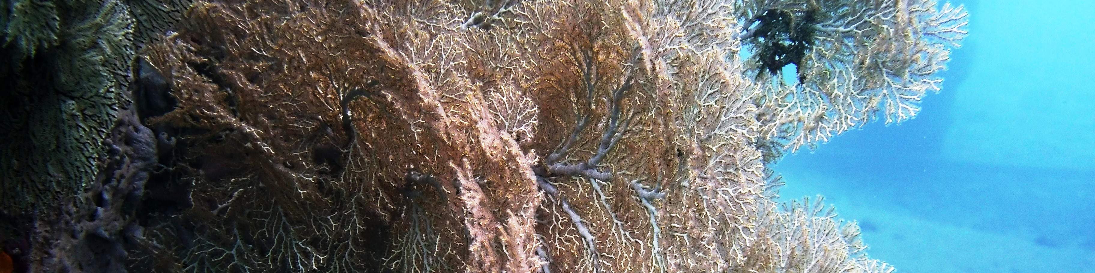 Два погружения к затонувшему кораблю в Туламбене