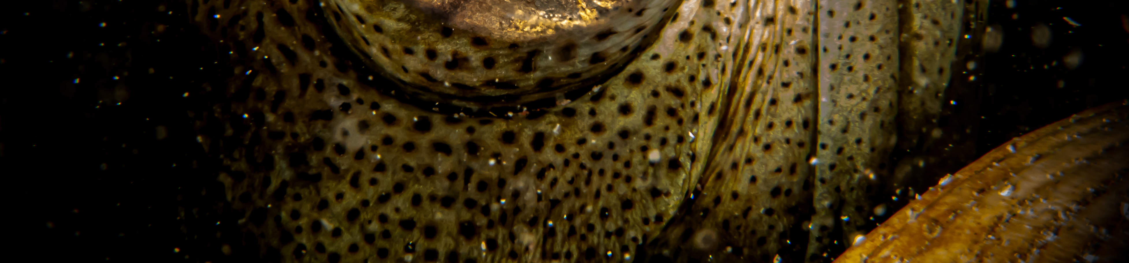 매크로 러버 다이브 패키지