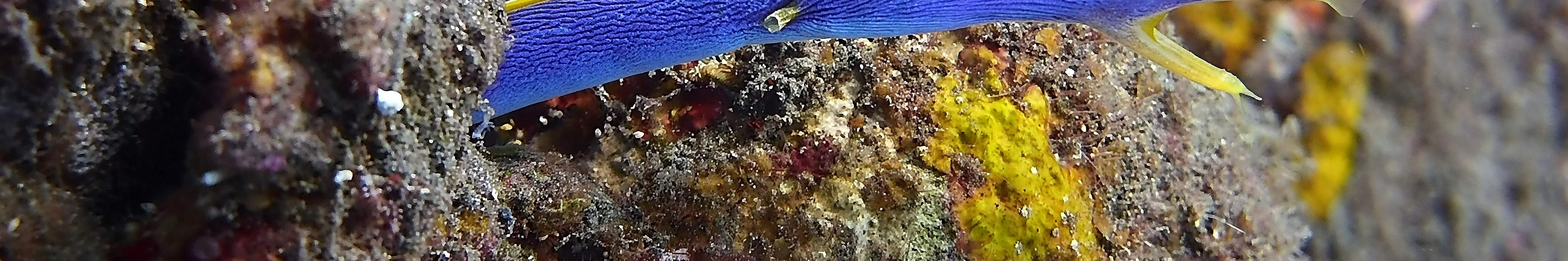 Два погружения к затонувшему кораблю в Туламбене