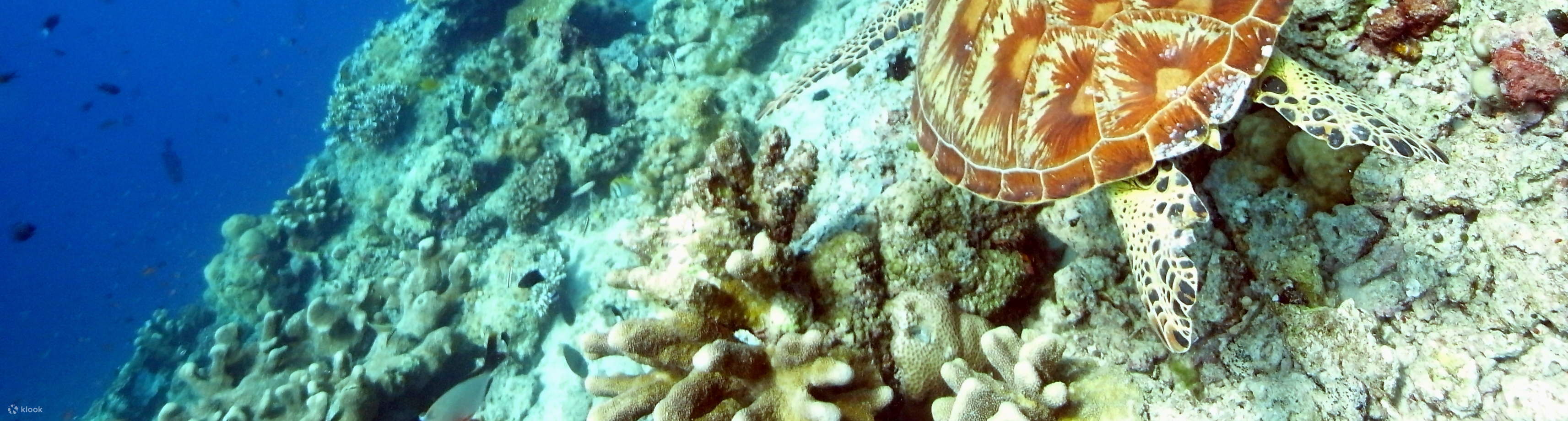 PADI Open Water Diver [eLearning]