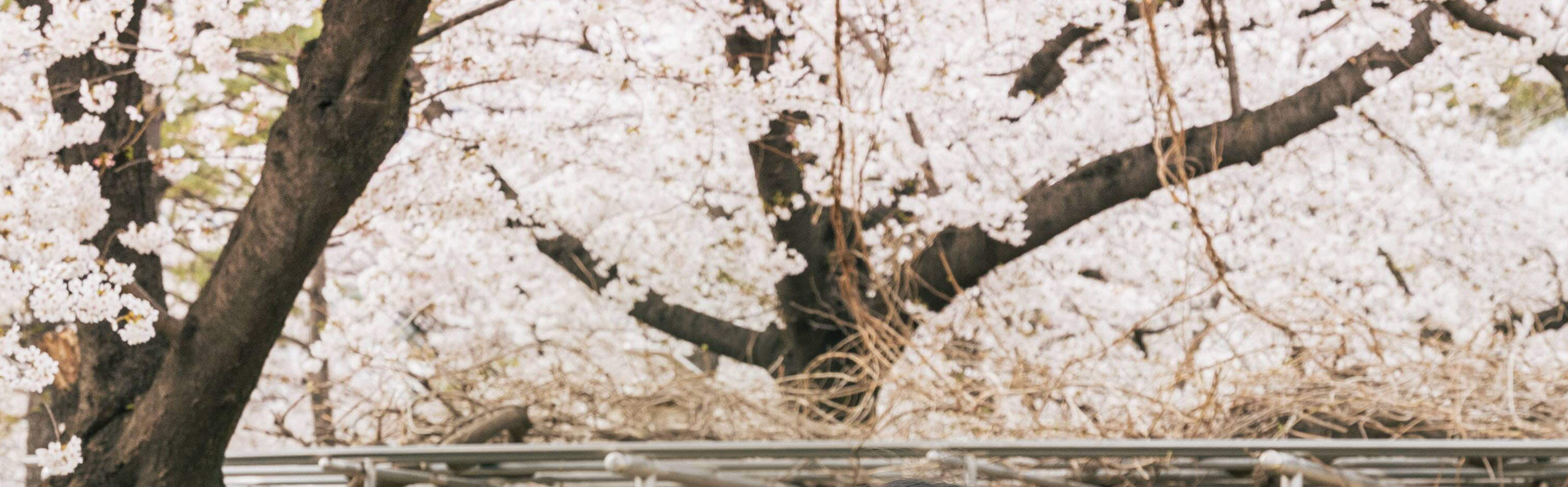 Foto-Shooting & Video-Dreh Erlebnis in Seoul