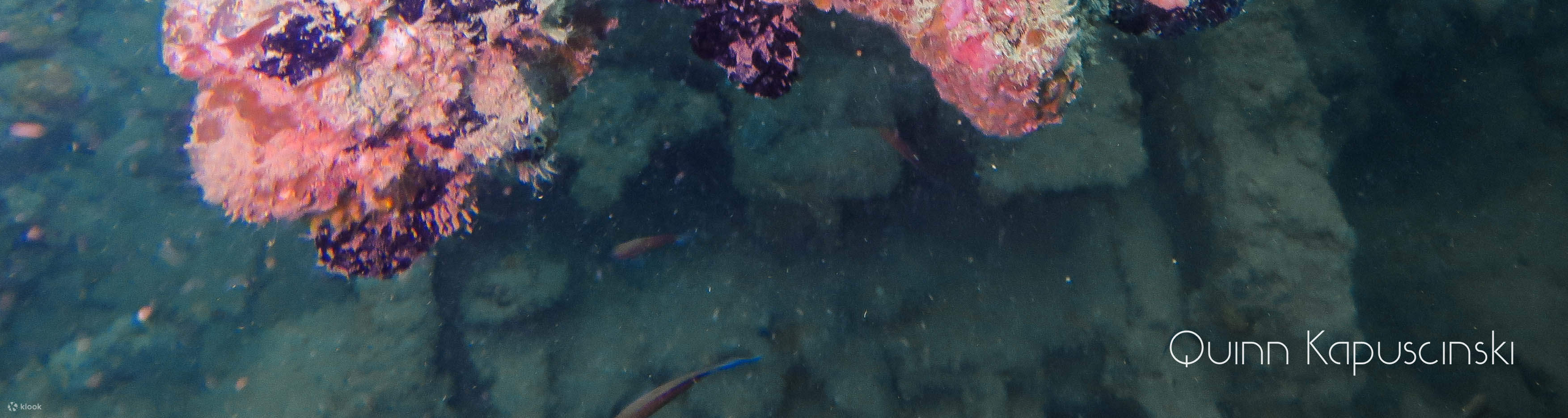 Chuyến đi lặn biển nửa ngày