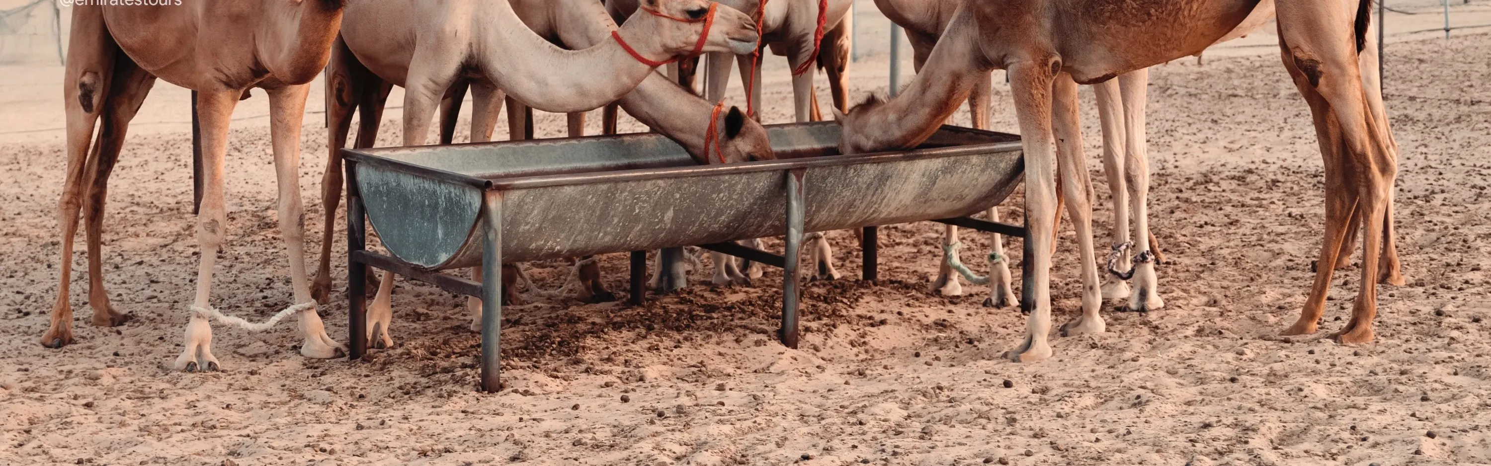 Camels drinking from a tent in Dubai