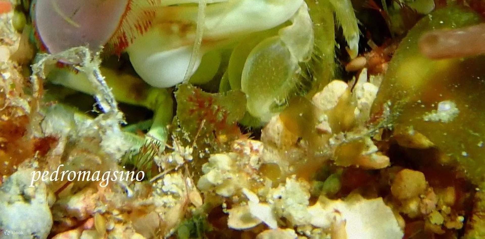 Open Water Diver a Puerto Galera con PADI 5 Star IDC Resort