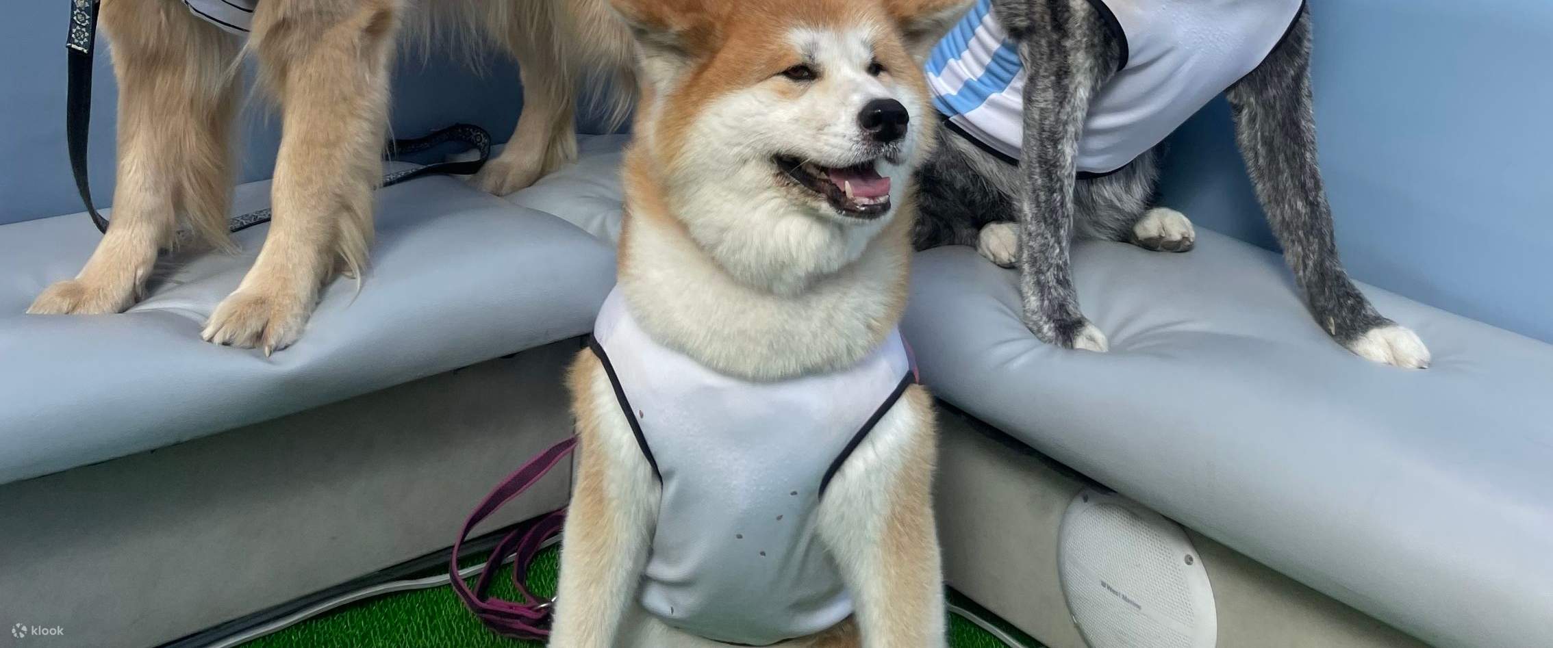 오사카 시티 크루즈 체험