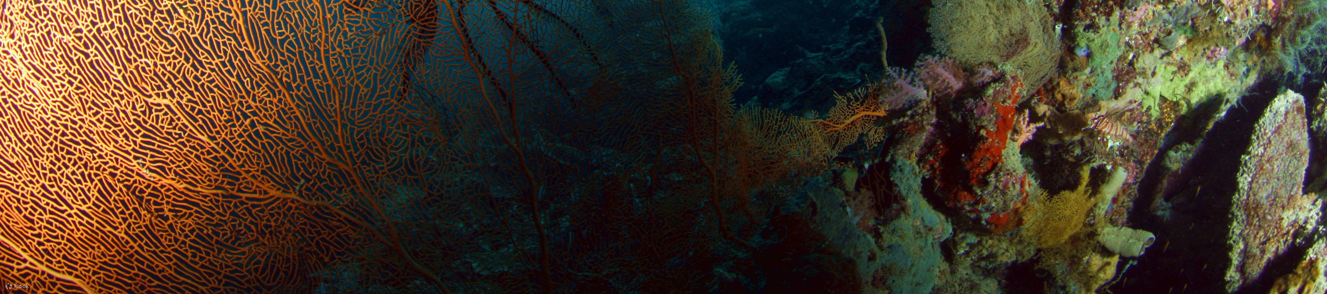 Entspannendes 10-Tauchgänge-Moalboal-Riff-Paket