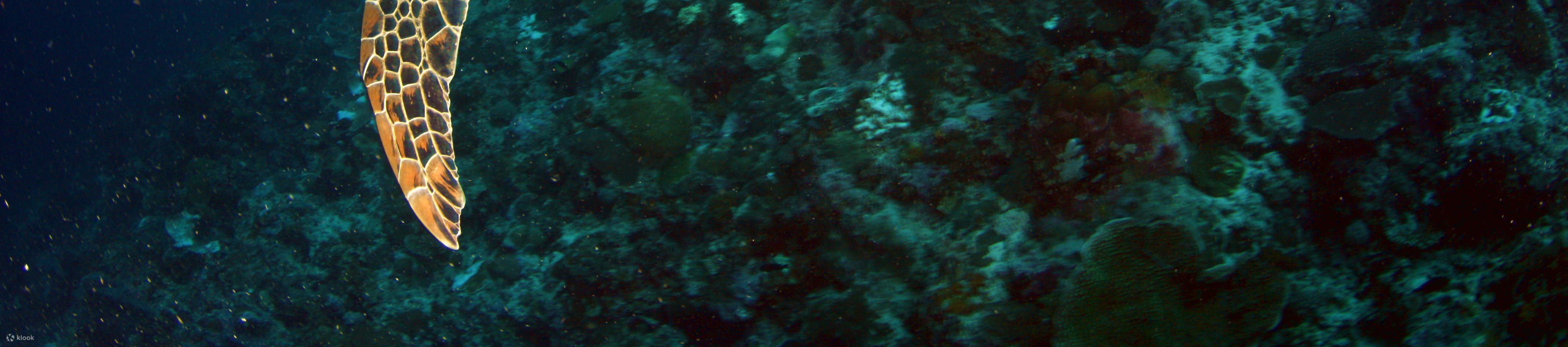 5ダイブ モアルボアル (Moalboal) リーフパッケージ