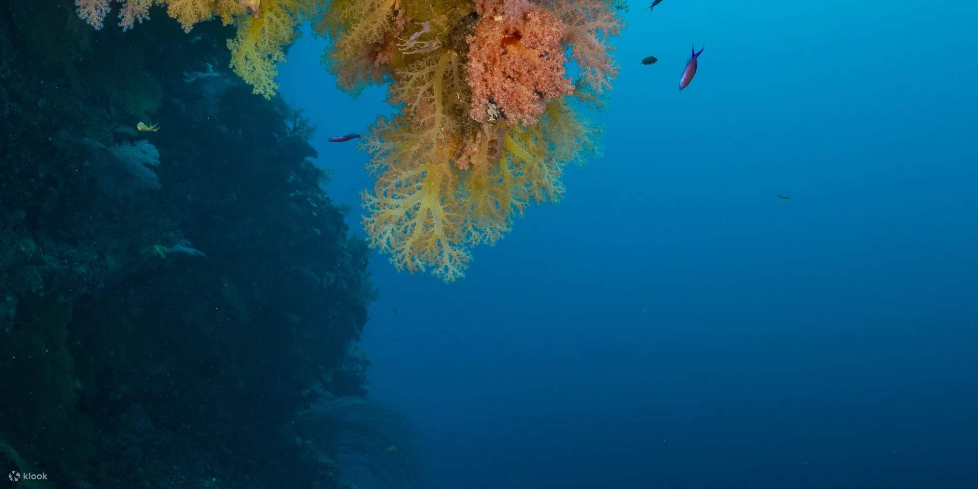 Immerse yourself in the mesmerizing underwater gardens of Danjugan Island, adorned with a kaleidoscope of soft corals that sway in the gentle currents, creating a vibrant haven for marine life and a breathtaking spectacle for underwater enthusiasts.