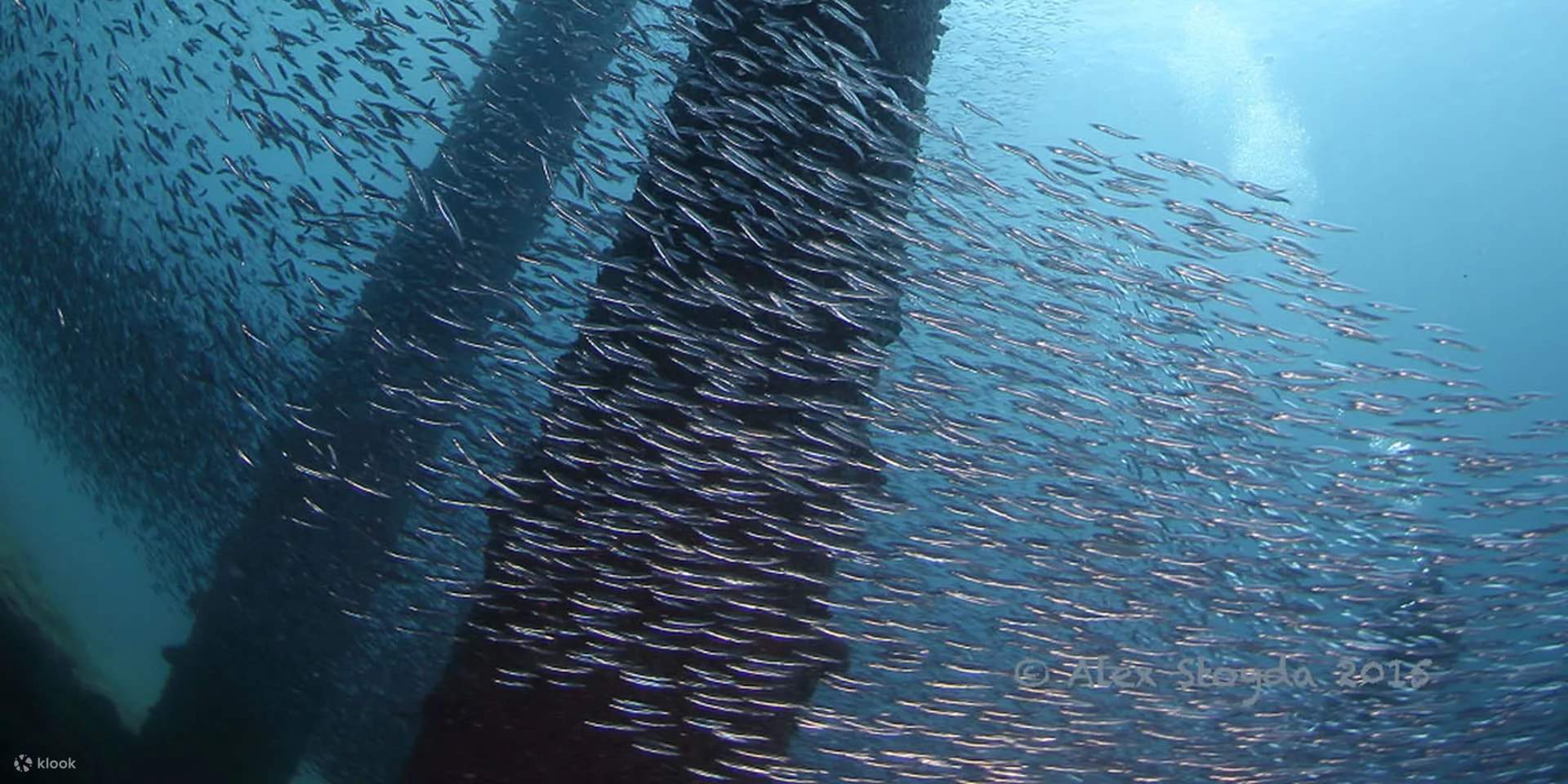 Tauchen Sie ein in die Tiefen der unberührten Gewässer von Cauayan und begegnen Sie einem Kaleidoskop pulsierenden Meereslebens.
