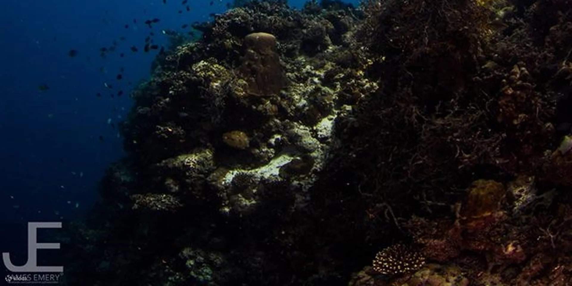 Réveillez l'explorateur qui sommeille en vous et plongez au plus profond des merveilles de l'océan avec notre cours de plongée sous-marine avancé à Bohol.