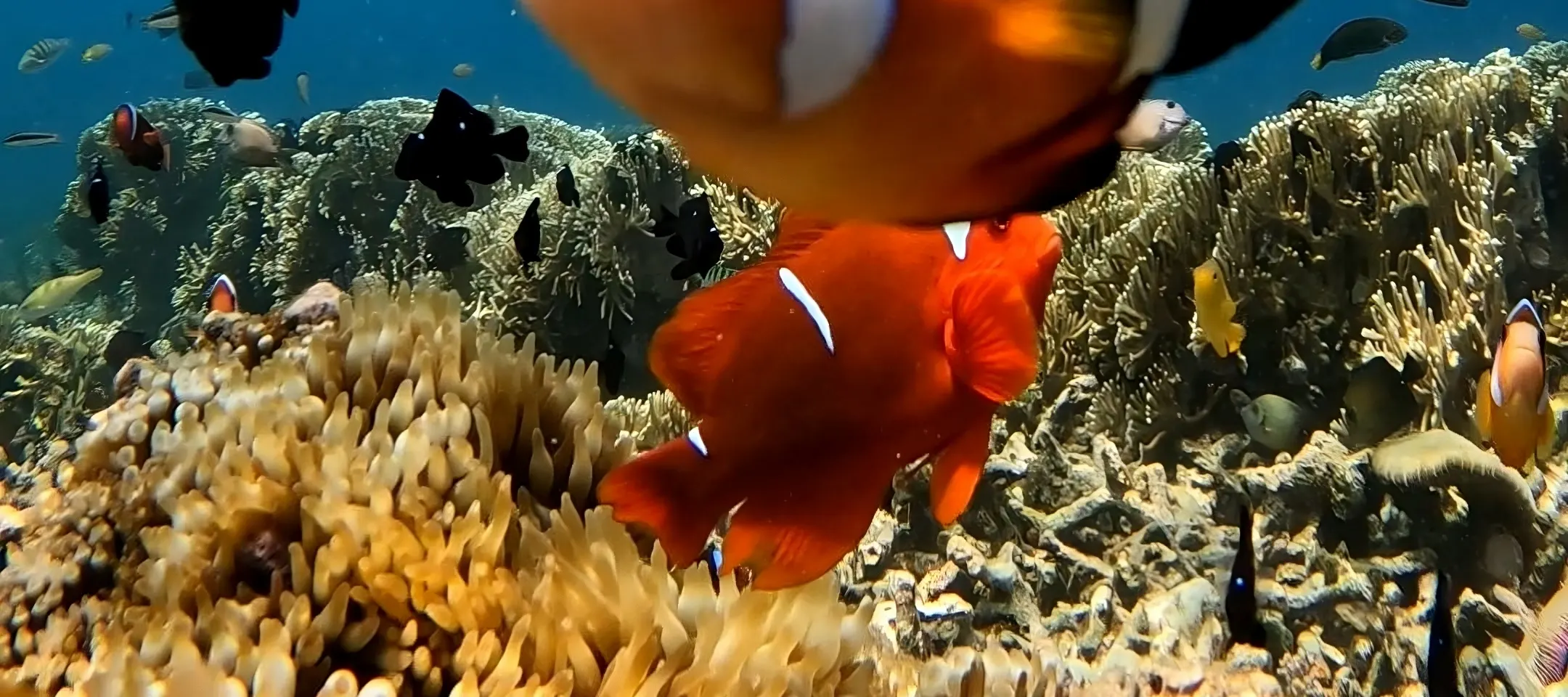 龙目岛秘密岛屿私人浮潜（带 GoPro 拍摄）