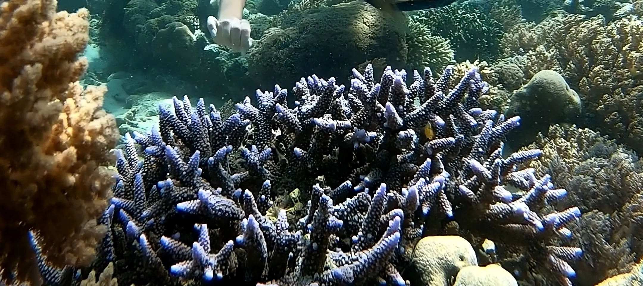 龙目岛秘密岛屿私人浮潜（带 GoPro 拍摄）