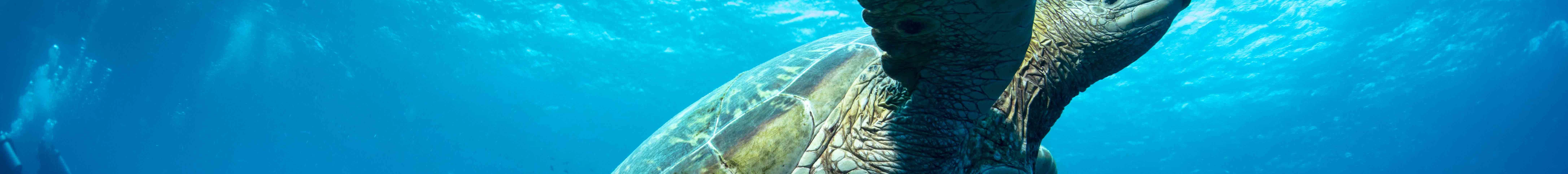 PADI Discover Scuba Diving