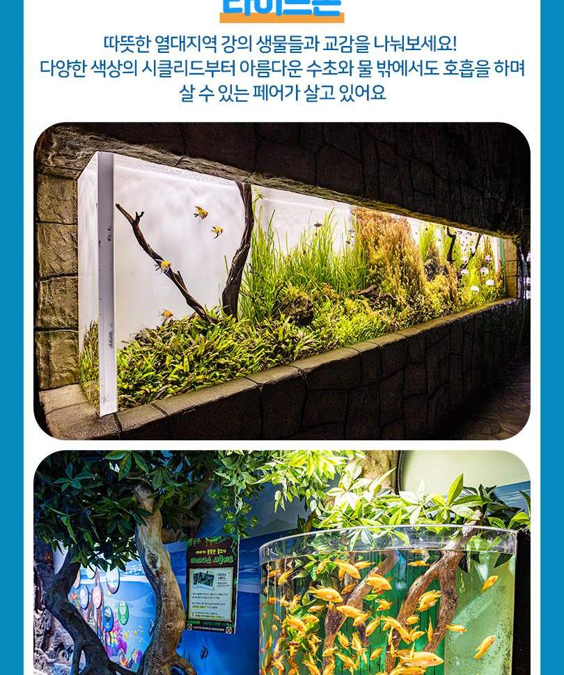 서울스카이 + 롯데월드 아쿠아리움 입장권