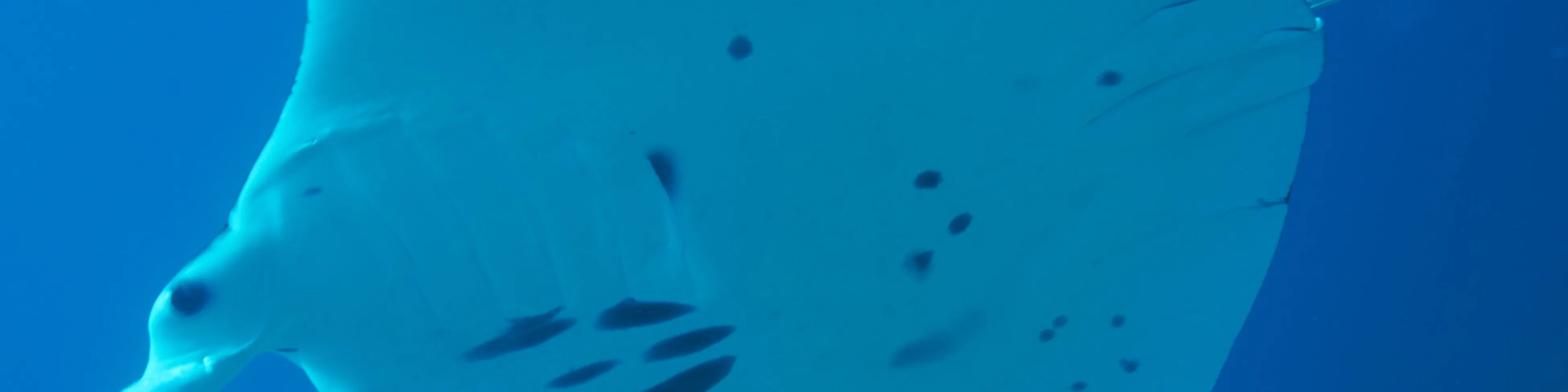 PADI 开放水域潜水员课程