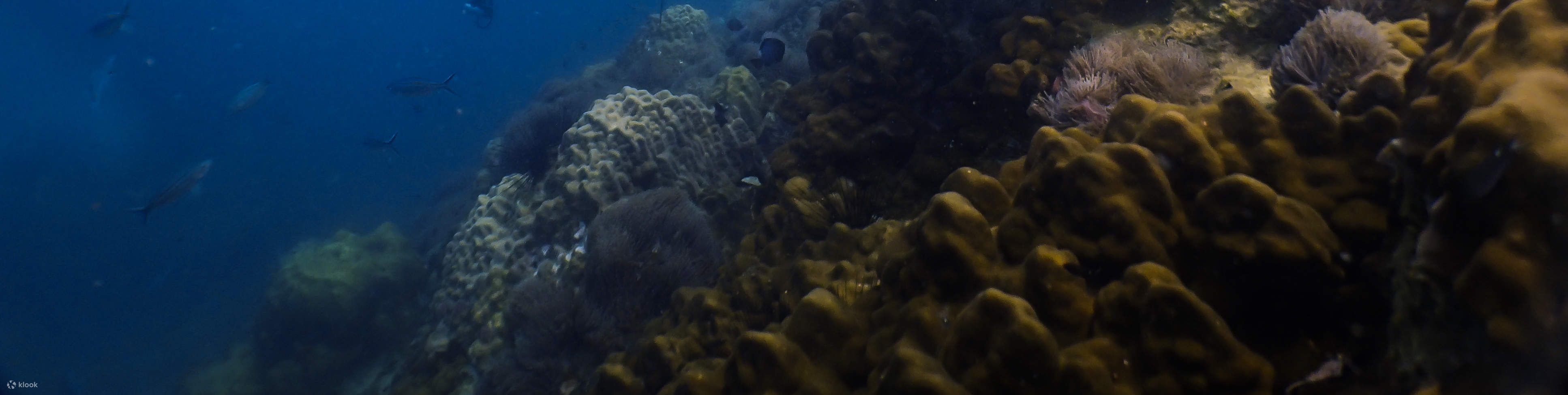 PADI ReActivate - Curso de Refresco de Buceo