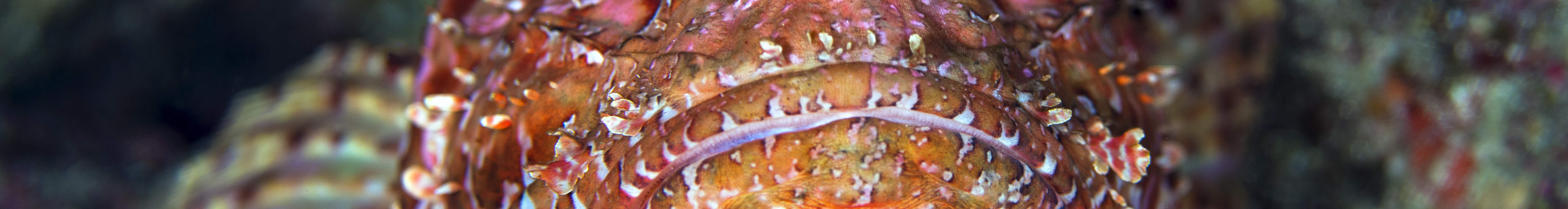 Chuyến đi lặn nửa ngày