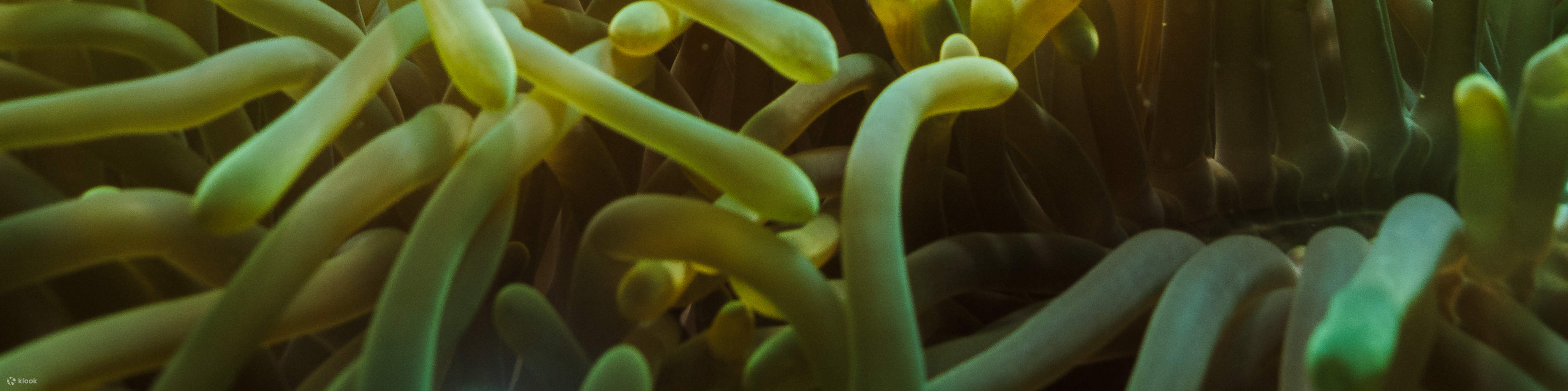 PADI Discover Scuba Diving