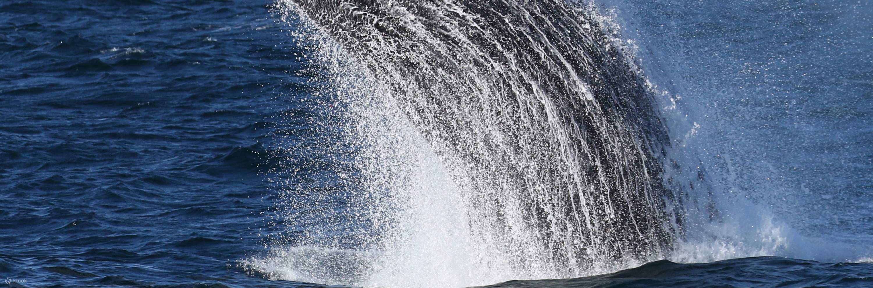 Ngắm cá voi ở cảng Stephens